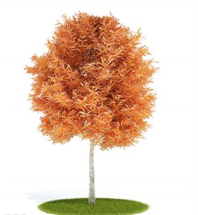 红色的树3D模型